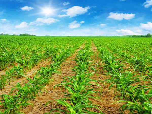 八字入门之乙木日干喜忌