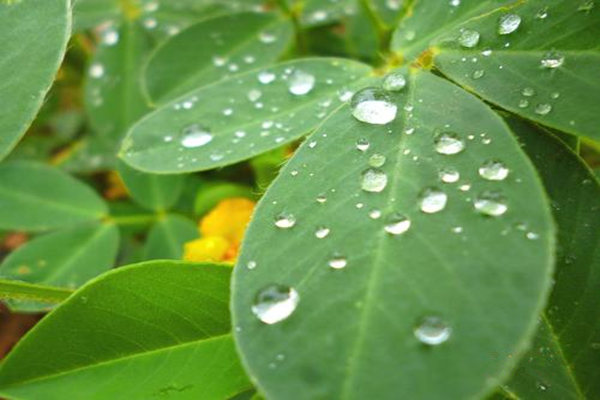 八字入门之癸水日干的喜忌