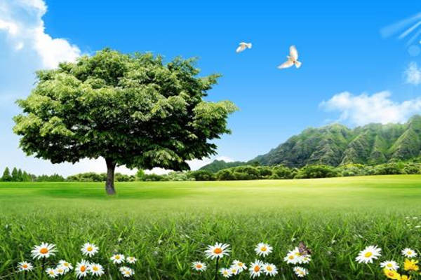 十天干甲木与乙木的区别