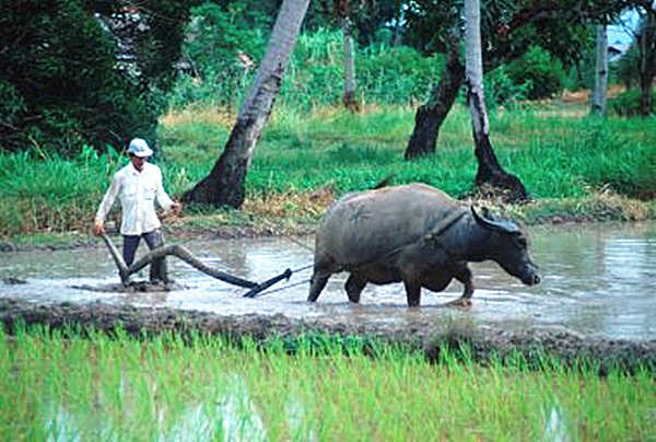 八字基础之地支丑土取象