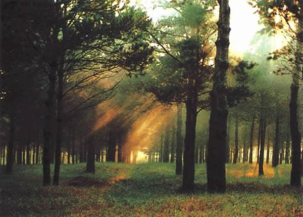 八字基础之地支寅木取象