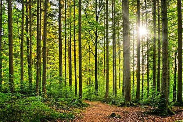 八字基础之地支寅木取象