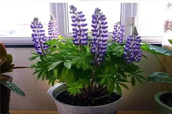 居家种养植物的喜忌原则