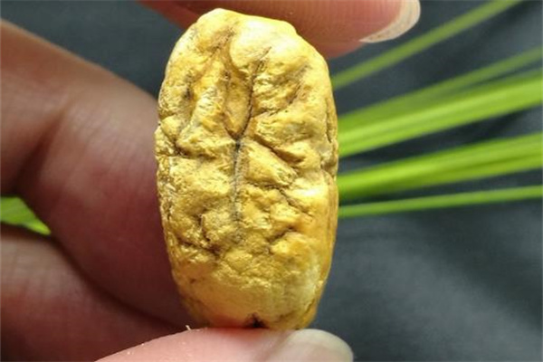 金清水白之命的特征