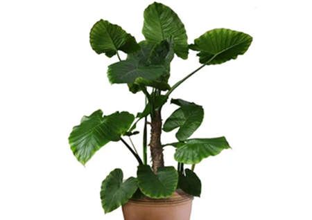 灶台能不能对着门