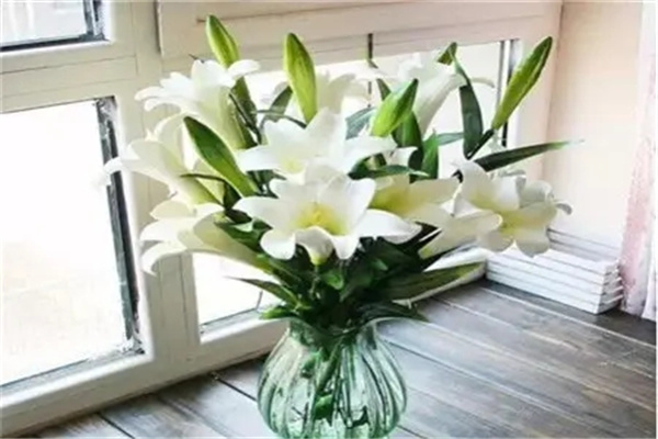 百合风水代表什么