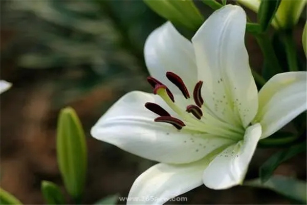 百合风水代表什么