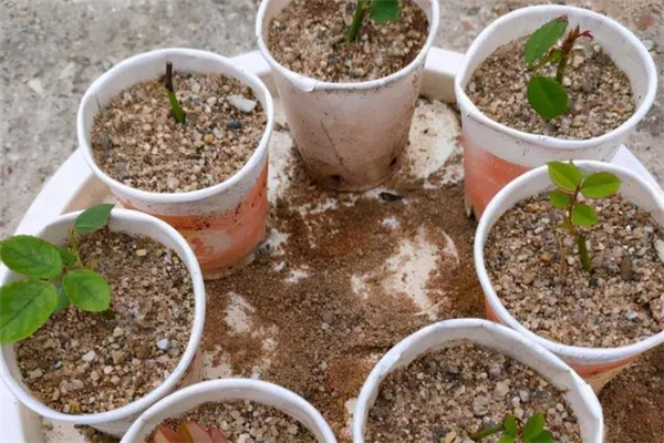 五行喜土怎么改运