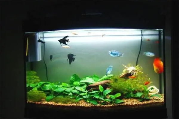 ​客厅鱼缸的风水