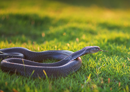 坟墓地气旺的表现