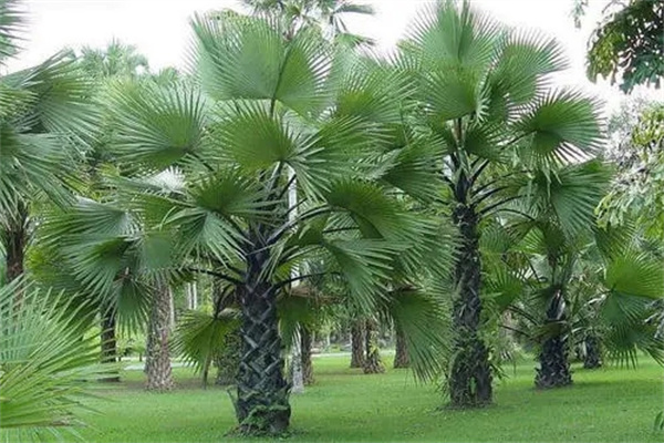 厂里面种植什么风水好