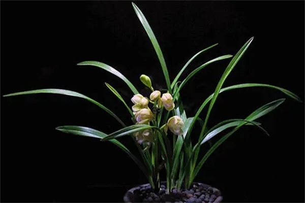 ​招财风水植物