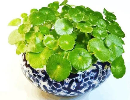 铜钱草放在什么地方最利于风水