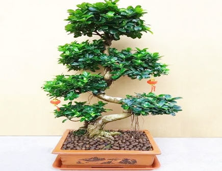 榕树盆景能不能放家里