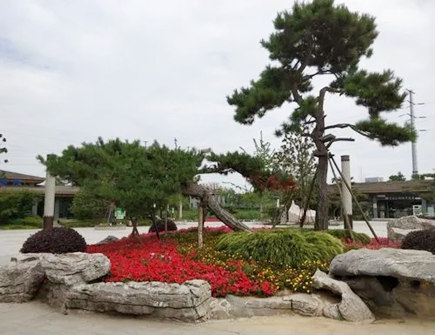 住宅东边墙外种什么树