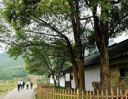 屋后种什么树有靠山