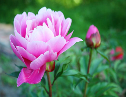 家里养牡丹的忌讳