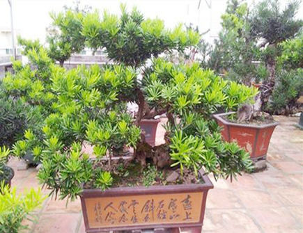 阳台种罗汉松风水好吗