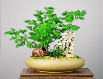 镇宅最吉利的三种花